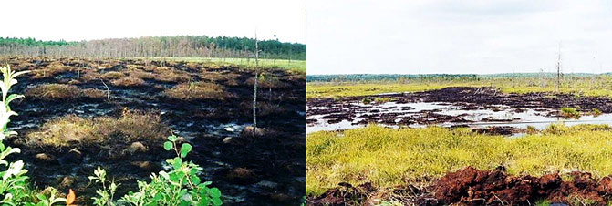 рекультивация земель, загрязненных нефтью и нефтепродуктами